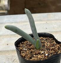 アルブカ　Albuca unifoliata(2018年実生苗) _画像1