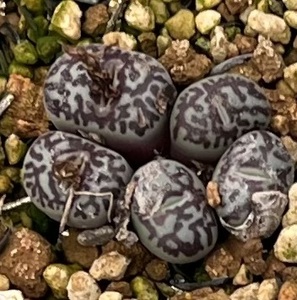 コノフィツム　Conophytum minimum ‘Wittebergense’RR714 ④