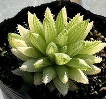 ハオルチア　Haworthia reticulata JDV86/107 Buite nstekloof_画像1