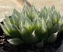 ハオルチア　Haworthia specksii var.nov RIB0076 St.Alban’s_画像3