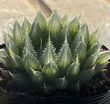 ハオルチア　Haworthia specksii var.nov RIB0076 St.Alban’s_画像2