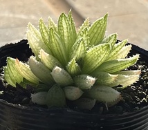 ハオルチア　Haworthia reticulata JDV86/107 Buite nstekloof_画像2