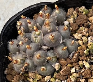 コノフィツム　Conophytum stephanii ssp.helmutii ARM457 MG1452.761 ③