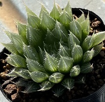 ハオルチア　Haworthia specksii var.nov RIB0076 St.Alban’s_画像1