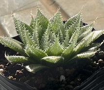 ハオルチア　Haworthia decipiens var.decipiens JDV87/169 RSA.Steytlerville_画像2