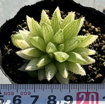 ハオルチア　Haworthia reticulata JDV86/107 Buite nstekloof_画像4