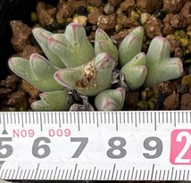 コノフィツム　Conophytum blandum ARM985　②_画像4