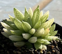 ハオルチア　Haworthia reticulata JDV86/107 Buite nstekloof_画像3