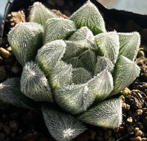 ハオルチア　Haworthia cooperi var.venusta GM292