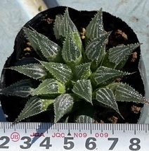 ハオルチア　Haworthia emelyae var.major Type Loc_画像4