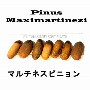 1月入荷 100粒+ マルチネスピニョンマツ Maximartinezi 種 種子