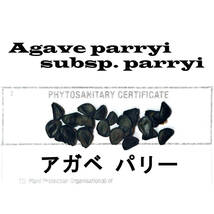 12月入荷 20粒+ アガベ パリー 植物検疫証明書あり 種 種子_画像1