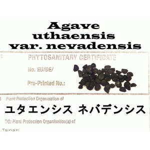 12月入荷 50粒+ アガベ ユタエンシス ネバデンシス 証明書あり 種 種子 証明書あり