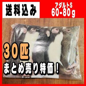 冷凍ラット アダルトS 60~80g 30匹