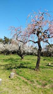 即決！　相互評価　画像データ　評価　1円　画像　梅の花　梅花　梅　風景　春