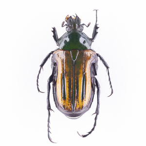 A. incilis var bilineata 10Bayamonkbire is nam Gris bi Linea ta specimen madaga Skull 