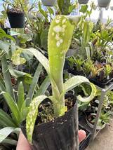 ビルベルギア・レプトポーダ　Billbergia leptopoda_画像4