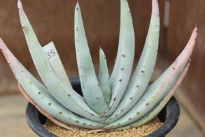 35　アロエ　ペトリコラ（Aloe petricola）　★実生苗