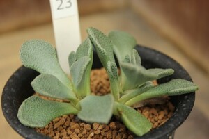 23　メセン　アロイノプシス　ロスラータ　菱鮫（Aloinopsis rosulata）　★実生苗