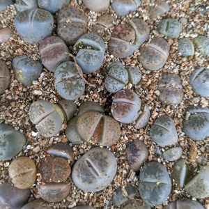 ＬＩＴＨＯＰＳ　ＭＩＸ　リトープス　　国産　実生株　5株セット