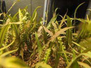  Cryptocoryne balancer e( underwater leaf ) ( less pesticide ) (3 stock )