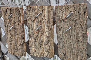 １個　吊り下げ　コルク樹皮　10×20ｃｍ（厚約8-10ｍｍ）洋蘭　原種　チランジア　エアープランツ　熱帯植物　ラン　コルク　樹皮　