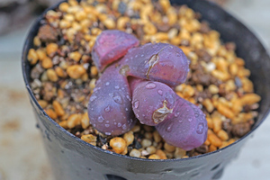 リトープス 紅大内玉 Lithops optica var. Rubra　実生苗　 【管理番号：1】