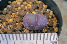 リトープス 紅大内玉 Lithops optica var. Rubra　実生苗　 【管理番号：6】_画像2