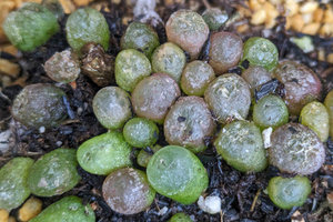 Conophytum burgeri コノフィツム　ブルゲリ　ベビー　実生苗　 0.5ｍｍ～　３株セット