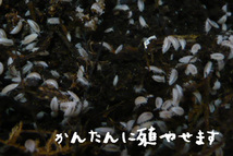 　両生類、昆虫の餌に　シロホソワラジムシ 培養 増殖 セット ホワイト ヤドクガエル　カエル　サンショウウオ_画像2