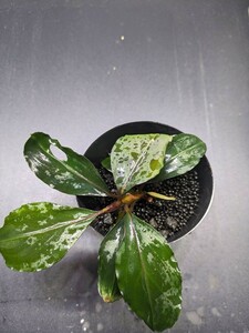 Bucephalandra sp. “Tapanguri” 【MF0417-7A】 ブセファランドラ　　MF便　水上葉