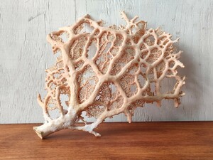 原木◎桃色珊瑚 サンゴ 桃珊瑚 置物 検索■アンティーク 美術品 コレクション 