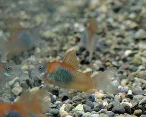 *iwoya* Corydoras benezela orange 3 pcs set 