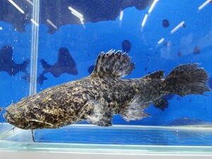 オレンジキャット　送料無料！　体長19センチほど　ナマズ　熱帯魚