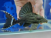 グリーンロイヤルプレコ　1　送料無料！　体長13センチほど　ロリカリア　ナマズ　熱帯魚_画像1