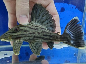 グリーンロイヤルプレコ　2　送料無料！　体長15センチほど　ナマズ　ロリカリア　熱帯魚