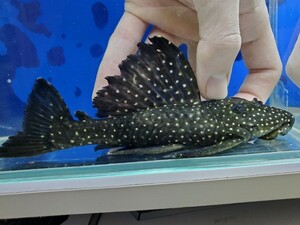 ブラックドラゴンスタークラウンプレコ　1　体長17センチほど　ナマズ　ロリカリア　熱帯魚