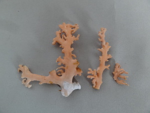 ●天然 珊瑚 原木 赤珊瑚 桃色珊瑚 桃珊瑚 枝珊瑚 コーラル ルース 計４０ｇ●