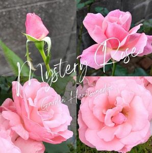 mystery rose穂木2本