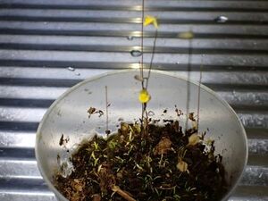 Utricularia scandens ウトリキュラリア　スカンデンス　ミミカキグサ　食虫植物