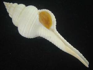 貝 標本 Special　カブラナガニシ