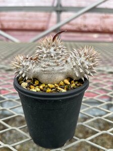 パキポディウム デンシフローラム【1】 Pachypodium densiflorum 実生 塊根 コーデックス 多肉植物●国分グリーンファーム