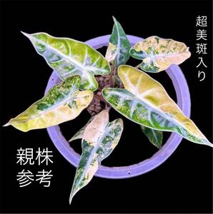 U1 アロカシア バンビーノ 斑入りAlocasia Bambino Aurea Variegated 組織培養 順化済