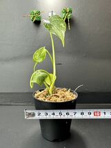 G10 モンステラデリシオーサタイコンステレーション 美斑入り monstera deliciosa thai constellation variegata 組織培養苗　順化済_画像4