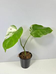 8 モンステラ ボルシギアナ アルボ ホワイトタイガー斑入り Monstera Borsigiana Albo Variegated