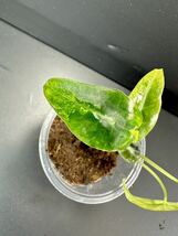 U5 アロカシア バンビーノ 斑入りAlocasia Bambino Aurea Variegated 組織培養 順化済_画像7