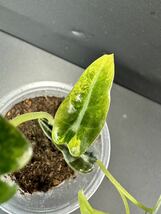 U5 アロカシア バンビーノ 斑入りAlocasia Bambino Aurea Variegated 組織培養 順化済_画像6