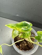 U8 アロカシア バンビーノ 斑入りAlocasia Bambino Aurea Variegated 組織培養 順化済_画像6