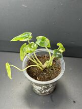 U8 アロカシア バンビーノ 斑入りAlocasia Bambino Aurea Variegated 組織培養 順化済_画像5