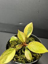 A3 超レア Philodendron Red Congo Variegated フィロデンドロン レッドコンゴ 超美斑入り 組織培養苗　順化済_画像6